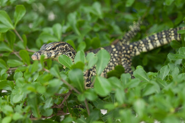 Lizard Between Leaves