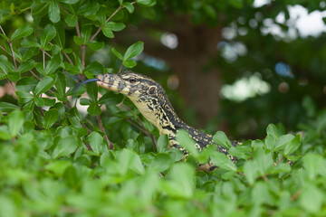 Lizard Between Leaves