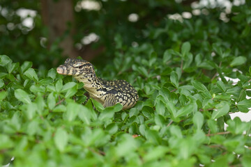 Lizard Between Leaves