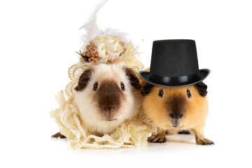 Funny couple of guinea pigs in clothes