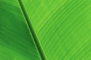 The leaves of the banana tree Textured abstract background 