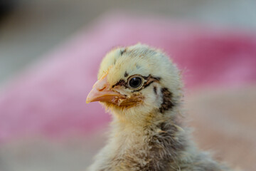 chick portrait, yellow chicken with black stripes and with eyeliner, farming