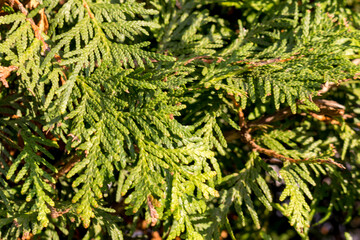 Thuja western Smaragd closeup, full frame, background.