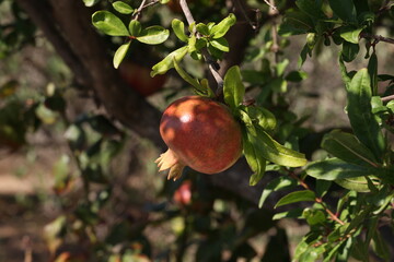 Pomegranate fruit matures on tree in summer