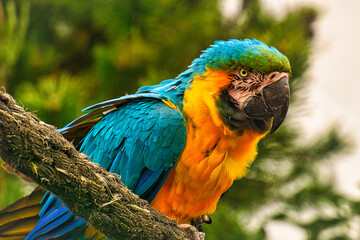 the parrot species ara is threatened with extinction. a portrait of colorful birds