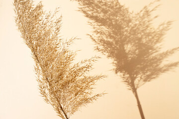 The dry reeds of the pampas cast a shadow against a beige background. Monochrome concept. japandi...