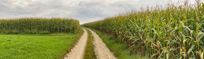 Wunderschönes Panorama eines Feldwegs zwischen zwei Maisfeldern. Morgens, Feldweg, Wanderweg,...