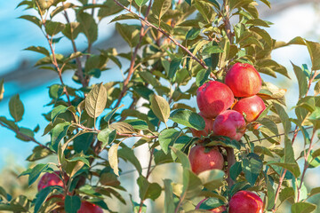 Summerred, red apple in fruit orchard