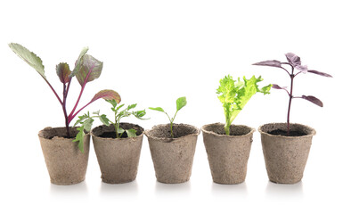 Plants seedlings in peat pots on white background