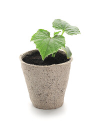 Plant seedling in peat pot on white background