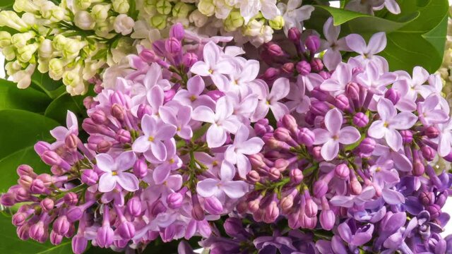 Beautiful opening pink Lilac flowers closeup.