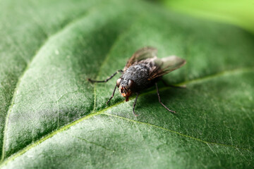 Fly sitting on green leaf, closeup