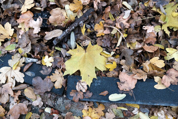 autumn leaves on the ground