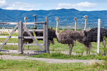 Funny ostrich in contact zoo.