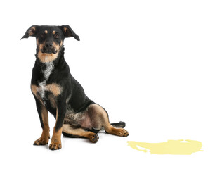 Obraz premium Cute dog near wet spot on white background