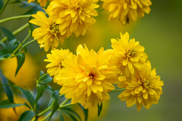 beautiful picture with flowers in a mountain garden