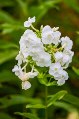 beautiful picture with flowers in a mountain garden