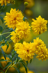 beautiful picture with flowers in a mountain garden