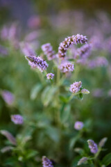 beautiful picture with flowers in a mountain garden