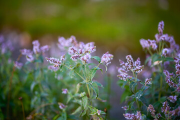 beautiful picture with flowers in a mountain garden