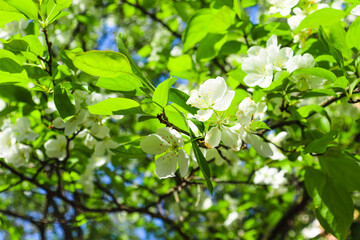 blossoming tree