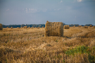 hay harvesting