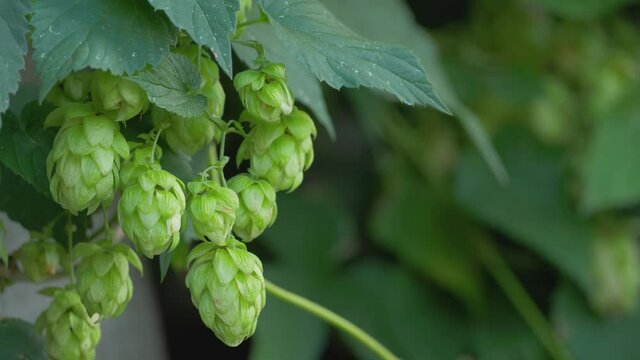Green fresh hop cones for making beer. Raw humulus for high quality beer production in ecological craft brewery