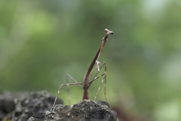 Wood Mantis in Nature Place