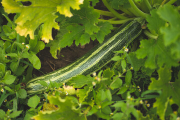 Fresh green zucchini or courgette in a farmer garden hidden between leaves, seasonal healthy food. Concept of biological, bio products, bio ecology, grown by yourself, vegetarians