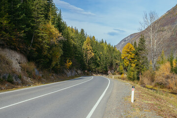Colorful autumn landscape with larches with yellow branches along mountain highway. Coniferous forest with yellow larch trees along mountain road in autumn colors. Highway in mountains in fall time.