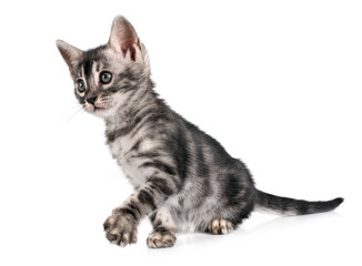 bengal kitten in studio