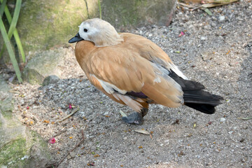Fototapeta premium the Egyptain goose is walking toward the pond