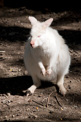 the albino red necked wallaby has a sun burn nose