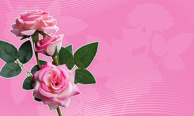 pink roses flower bouquet on white line, on pink background, nature, template, banner, valentine, copy space