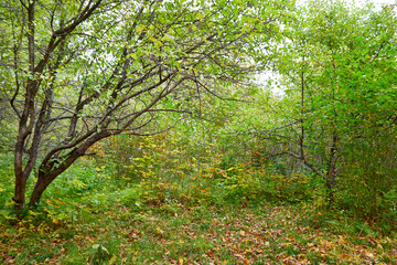 Trees in the autumn forest with yellow leaves