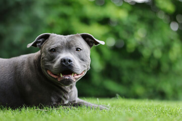 Portrait of Lying English Staffordshire Bull Terrier in Green Garden. Adorable Smiling Blue Staffy on Grass Outside.