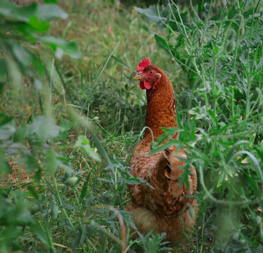 Lohman Brown Hen in Green Grass Nature. Galllus Gallus Domesticus in Natural Environment.