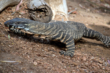 the lace monitor lizard is crawling along the ground looking for food