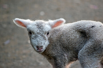 Naklejka na ściany i meble this is a cute young lamb