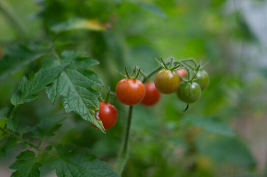 Wildtomate Rote Murmel am Spalier rankend