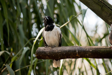 the pied butcherbird is a black and white bird with a grey and black beak