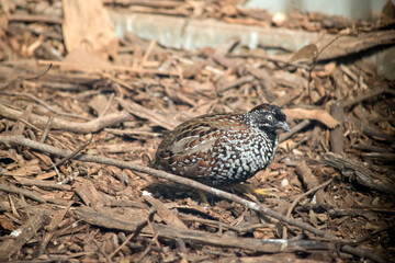the quail is a small ground bird
