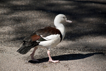 the radjah shelduck has a white head and neck, a pink bill and brown wings