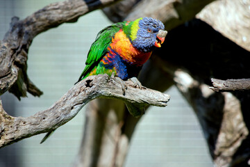 the rainbow lorikeet has a growth on its beak
