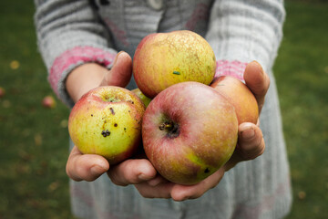 An elderly woman's hands holding organic apples