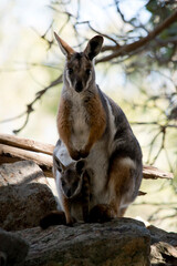 the yellow footed rock wallaby has a joey in her pouch
