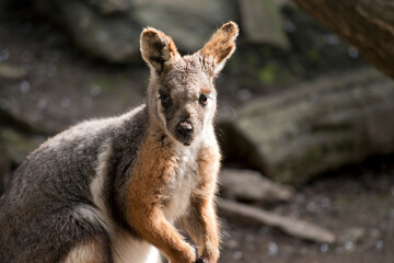 the yellow footed rock wallaby is tan, grey and white