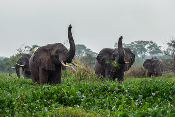 African Bush Elephant - Loxodonta africana, iconic member of African big five, Murchison falls,...