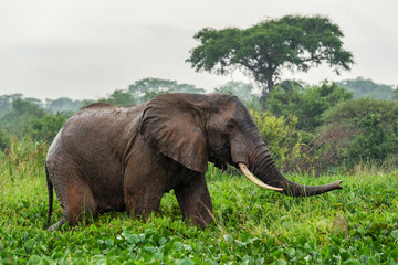 African Bush Elephant - Loxodonta africana, iconic member of African big five, Murchison falls, Uganda.