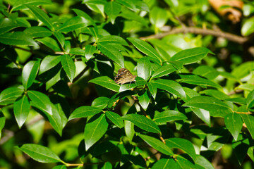 Speckled Wood Butterfly (Pararge aegeria) perched on green leaf in Zurich, Switzerland